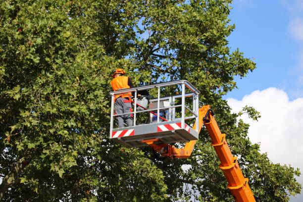 Tree Root Removal in Kalida, OH